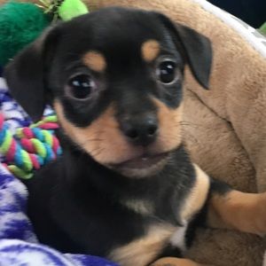 Meet your Posher, Teresa